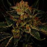 π 24K Gold Seeds (100% off)